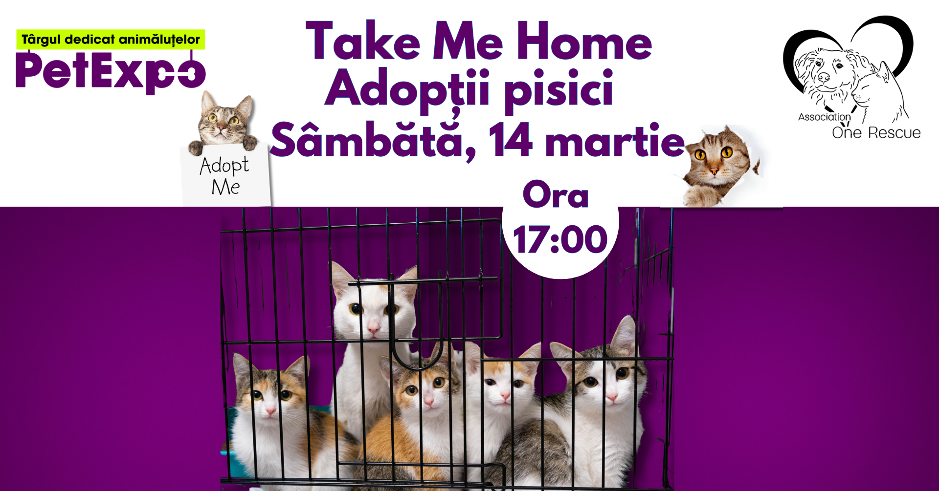 adoptii-pisici-one-rescue adoptii-pisici-one-rescue