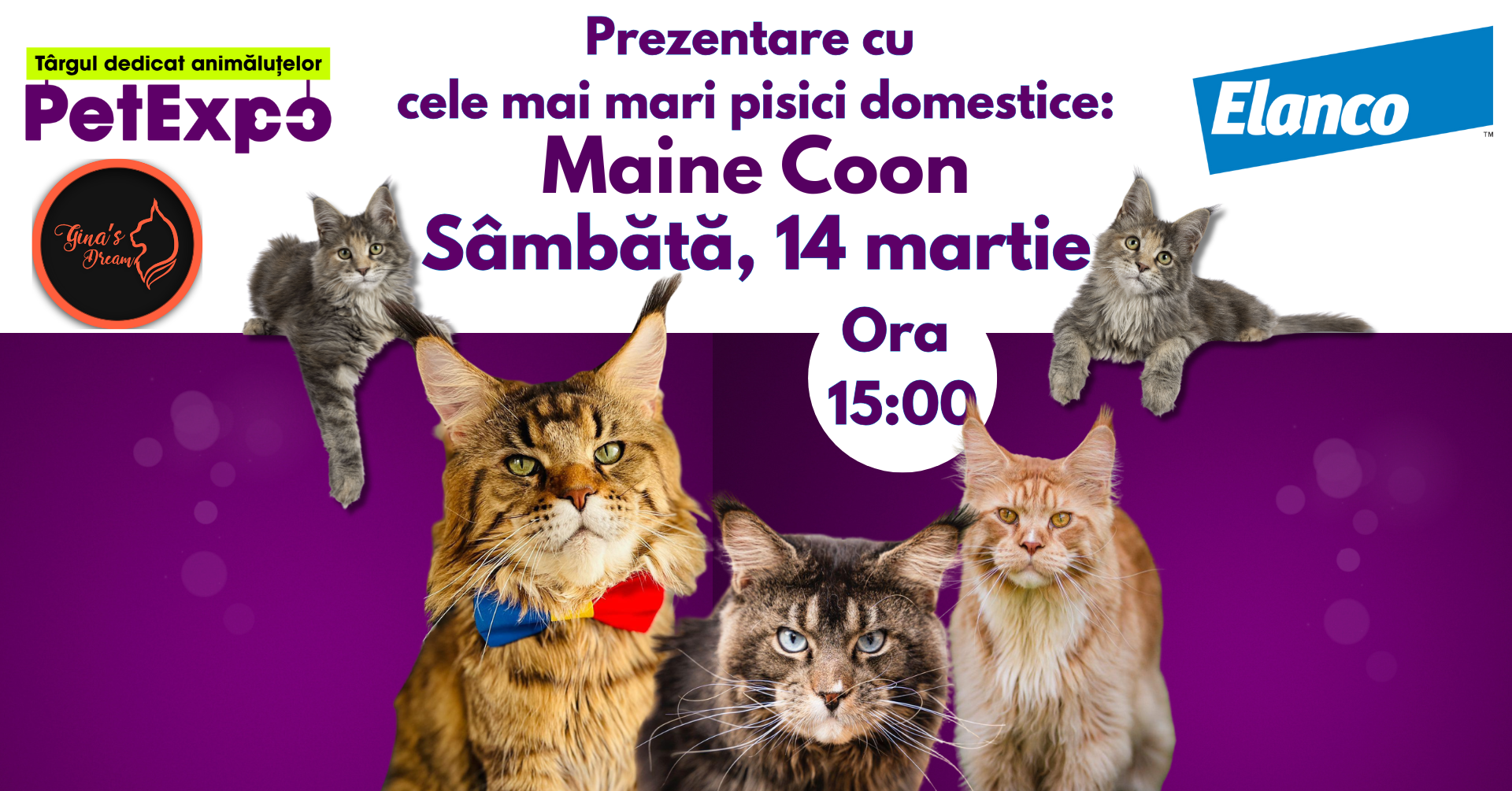 prezentare-maine-coon-petexpo prezentare-maine-coon-petexpo
